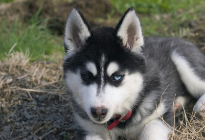 Portrait Of Bi-eyed Siberian Husky Pup – Itchy Dog Solutions