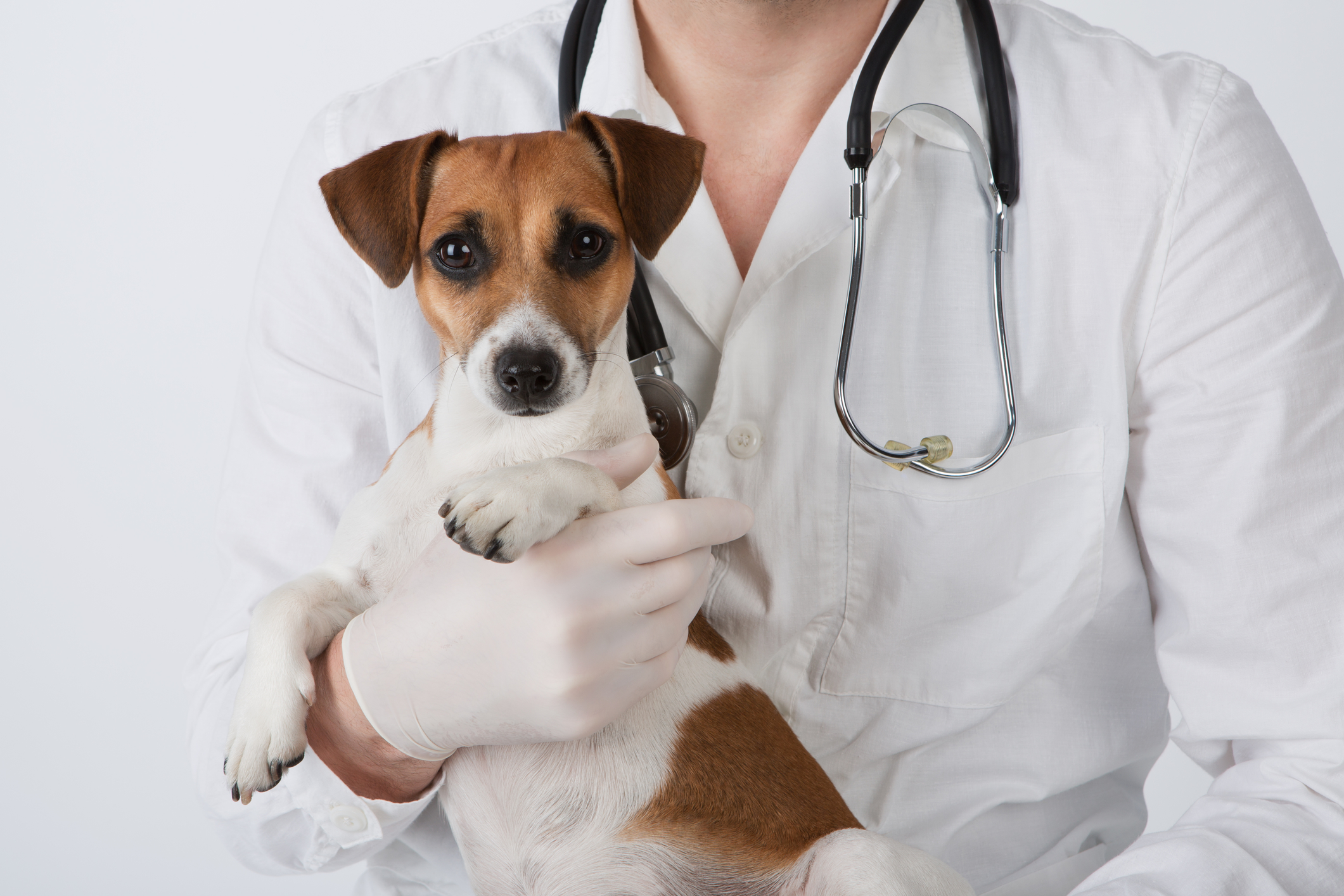 vet and dog – Itchy Dog Solutions