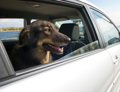 dog long car ride